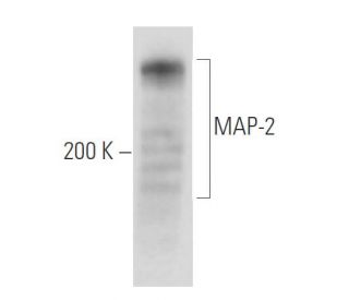 MAP-2 Antibody (E-12) - Western Blotting - Image 15611