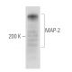 MAP-2 Antibody (E-12) - Western Blotting - Image 15611