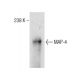 MAP-4 Antibody (18) - Western Blotting - Image 283839 