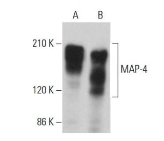 MAP-4 Antibody (F-3) - Western Blotting - Image 360209 