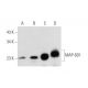 MAP-6D1 Antibody (F-6) - Western Blotting - Image 345979 