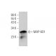 MAP-6D1 Antibody (F-6) - Western Blotting - Image 371073 