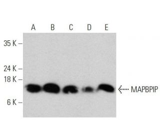 MAPBPIP Antibody (B-5) - Western Blotting - Image 358677