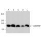 MAPBPIP Antibody (B-5) - Western Blotting - Image 358677