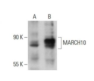 MARCH10 Antibody (55-Y) - Western Blotting - Image 385126 