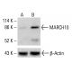 MARCH10 Antibody (55-Y) - Western Blotting - Image 412734