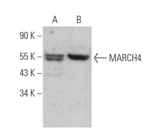 MARCH4 Antibody (A-1) - Western Blotting - Image 373154 