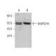 MARCH4 Antibody (A-1) - Western Blotting - Image 373154 
