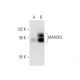 MARCKS (JK-8): sc-100777. Western blot analysis of MARCKS expression in...
