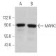 MARK3 Antibody (F-6) - Western Blotting - Image 366134 