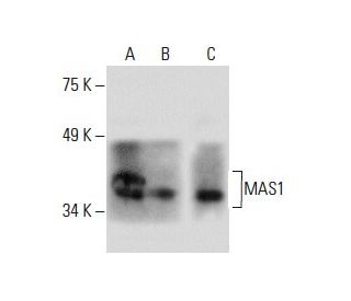 MAS1 Antibody (G-1) - Western Blotting - Image 288593The Double Nickase Plasmid features a U6 promoter for sgRNA expression, a 20 nt targeting sequence, and a gRNA scaffold to guide Cas9n. It includes a CBh promoter for Cas9n (D10A) and puromycin resistance, GFP for transfection verification, and nuclear localization signals (NLS). The 2A peptide allows co-expression of Cas9n and Puro from a single promoter, enabling precise genome editing with reduced off-target effects.
