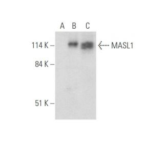 MASL1 Antibody (C-8) - Western Blotting - Image 333648 