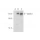 MASL1 Antibody (C-8) - Western Blotting - Image 333648 