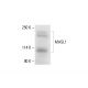 MASL1 Antibody (C-8) - Western Blotting - Image 412161
