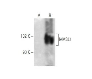 MASL1 Antibody (H-1) - Western Blotting - Image 289854 