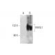 MASL1 Antibody (H-1) - Western Blotting - Image 289854 