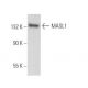 MASL1 Antibody (H-1) - Western Blotting - Image 373113 