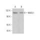 MASL1 Antibody (H-1) - Western Blotting - Image 384348