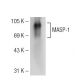 MASP-1/3 Antibody (F-12) - Western Blotting - Image 109114 