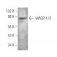 MASP-1/3 Antibody (F-12) - Western Blotting - Image 383099