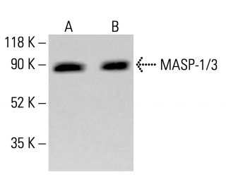 MASP-1/3 Antibody (F-12) - Western Blotting - Image 413812 