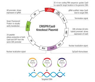 Each CRISPR/Cas9 Knockout (KO) Plasmid product consists of a pool of 3 plasmids designed to ensure identification and cleavage of a specific gene for maximum knockout efficiency. Each plasmid encodes a unique 20 nt sequence derived from the GeCKO (v2) library. 