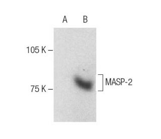 MASP-2 Antibody (B-10) - Western Blotting - Image 286881