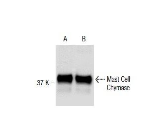Mast Cell Chymase Antibody (CC1) - Western Blotting - Image 137488The Double Nickase Plasmid features a U6 promoter for sgRNA expression, a 20 nt targeting sequence, and a gRNA scaffold to guide Cas9n. It includes a CBh promoter for Cas9n (D10A) and puromycin resistance, GFP for transfection verification, and nuclear localization signals (NLS). The 2A peptide allows co-expression of Cas9n and Puro from a single promoter, enabling precise genome editing with reduced off-target effects.