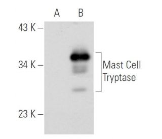 Mast Cell Tryptase Antibody (AA1) - Western Blotting - Image 31805 