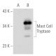 Mast Cell Tryptase Antibody (AA1) - Western Blotting - Image 31805 