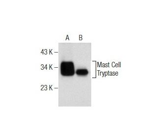 Mast Cell Tryptase Antibody (H-9) - Western Blotting - Image 155422
