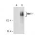 MAST1 Antibody (G-4) - Western Blotting - Image 150602 