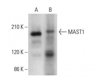 MAST1 Antibody (G-4) - Western Blotting - Image 376975 