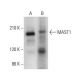 MAST1 Antibody (G-4) - Western Blotting - Image 376975 