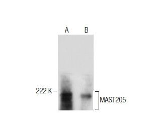 MAST205 Antibody (A-7) - Western Blotting - Image 282430 