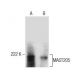 MAST205 Antibody (A-7) - Western Blotting - Image 282430 
