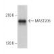 MAST205 Antibody (A-7) - Western Blotting - Image 367683