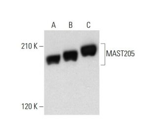 MAST205 Antibody (C-1) - Western Blotting - Image 317933 