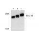 MAST205 Antibody (C-1) - Western Blotting - Image 317933 