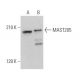 MAST205 Antibody (C-1) - Western Blotting - Image 367684 