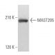MAST205 Antibody (C-1) - Western Blotting - Image 367685
