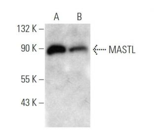 MASTL Antibody (235CT7.8.2.3) - Western Blotting - Image 374561