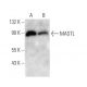 MASTL Antibody (235CT7.8.2.3) - Western Blotting - Image 374561