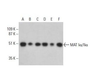 MAT Iα/IIα Antibody (B-10) - Western Blotting - Image 395741Each CRISPR/Cas9 Knockout (KO) Plasmid product consists of a pool of 3 plasmids designed to ensure identification and cleavage of a specific gene for maximum knockout efficiency. Each plasmid encodes a unique 20 nt sequence derived from the GeCKO (v2) library.