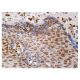 MAT Iα/IIα(A-10) - Immunohistochemistry - Image 159036 