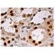 MAT Iα/IIα(A-10) - Immunohistochemistry - Image 159037 