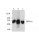MAT Iα/IIα(A-10) - Western Blotting - Image 68286