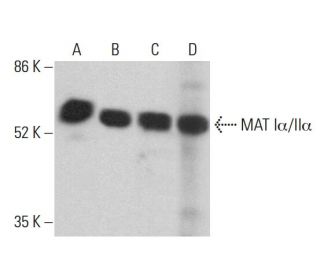 MAT I&alpha;/II&alpha; Antibody (B-10) - Western Blotting - Image 360255 