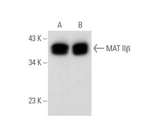 MAT II&beta; Antibody (A-3) - Western Blotting - Image 314224 