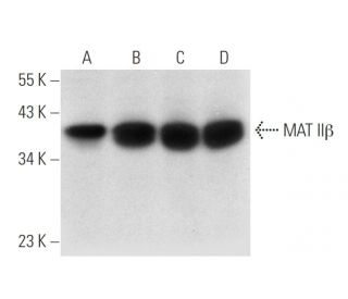 MAT II&beta; Antibody (H-4) - Western Blotting - Image 314231 